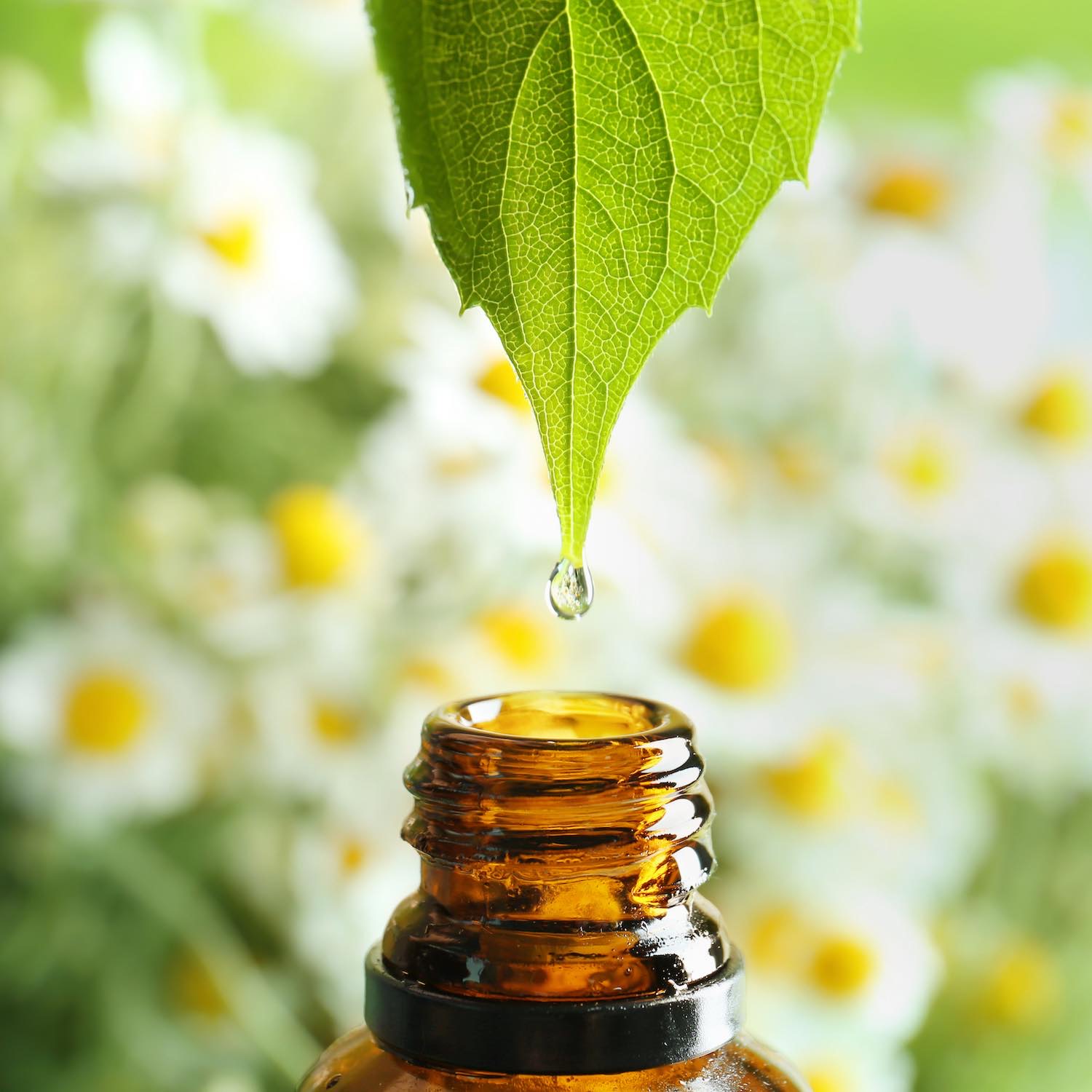 Aromathérapie, Pharmacie Saint-Pierre, Steenvoorde